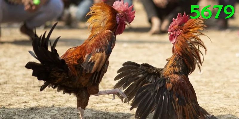 Đá Gà Trực Tiếp - 5679 - Link tải